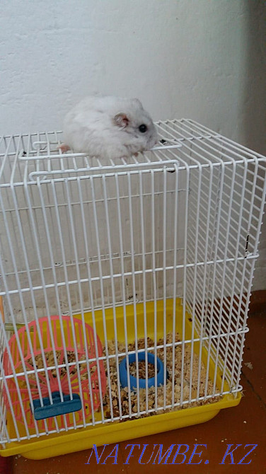 Жоңғар хомякы сатылады  Астана - изображение 2