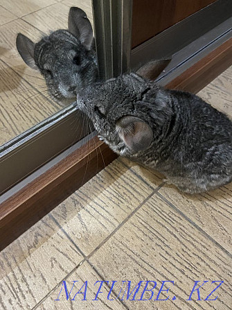 Chinchilla girl with cage Astana - photo 1