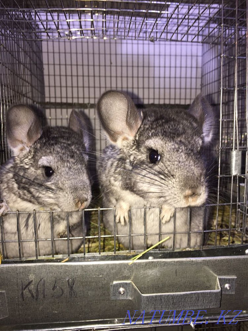 Продажа шиншилл Павлодар - изображение 5