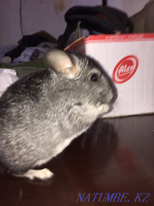 Продажа шиншилл Павлодар - изображение 2