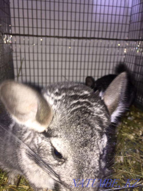 Шиншилы продажа Павлодар - изображение 6