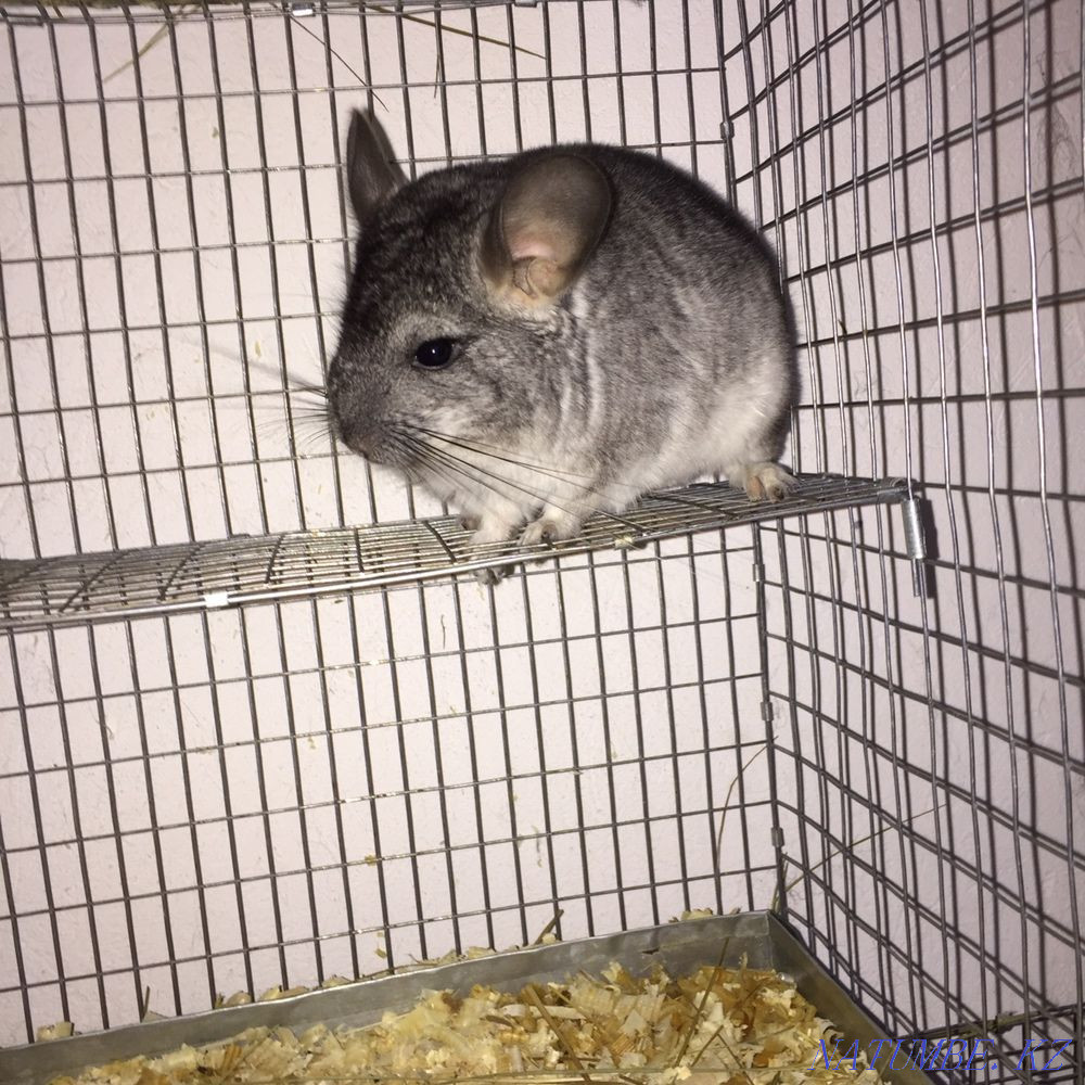 Шиншилы продажа Павлодар - изображение 1