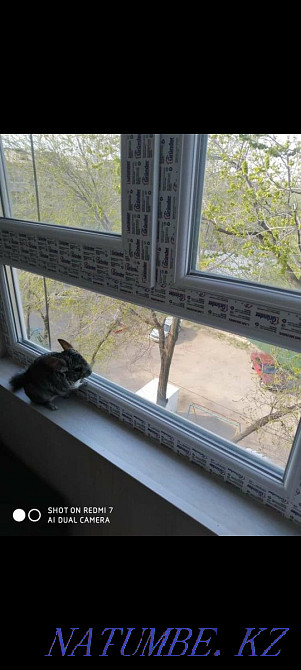 Продам милиньких ШИНШИЛ Конаев - изображение 1