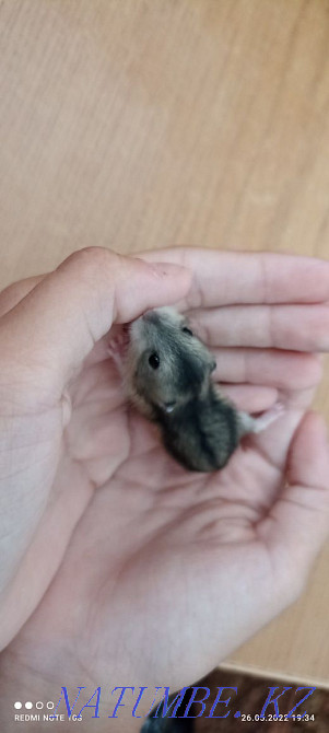 Продам Джунгариков Актау - изображение 5