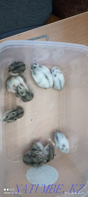 Продам Джунгариков Актау - изображение 3