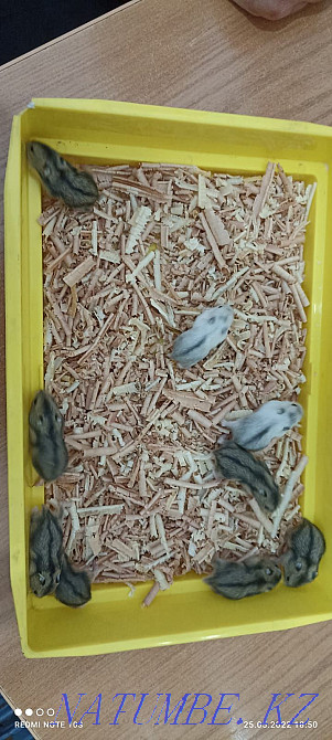 Продам Джунгариков Актау - изображение 7