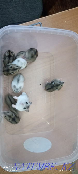 Продам Джунгариков Актау - изображение 1