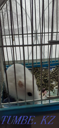 Djungarian hamsters Kostanay - photo 4