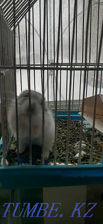 Djungarian hamsters Kostanay - photo 2