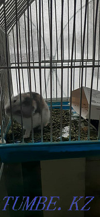 Djungarian hamsters Kostanay - photo 3