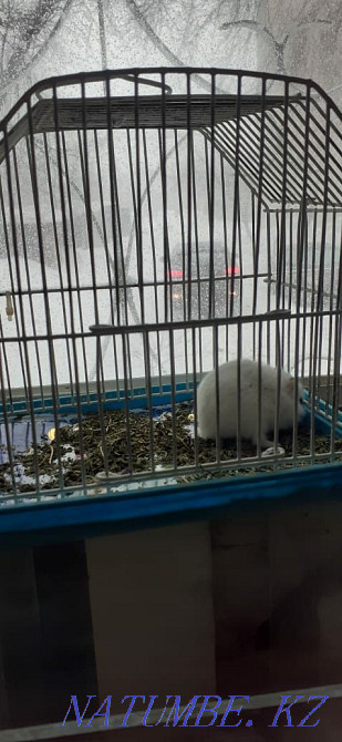 Djungarian hamsters Kostanay - photo 5