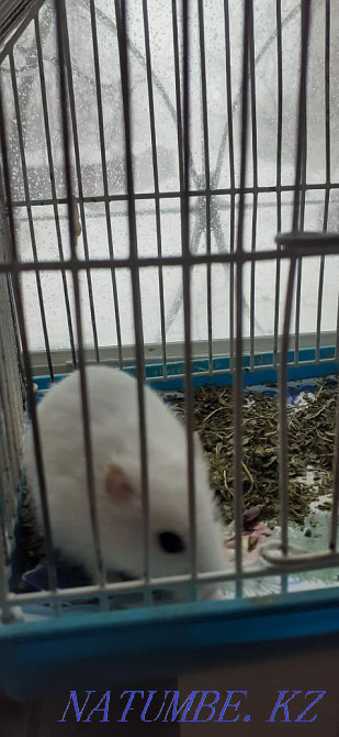 Djungarian hamsters Kostanay - photo 4