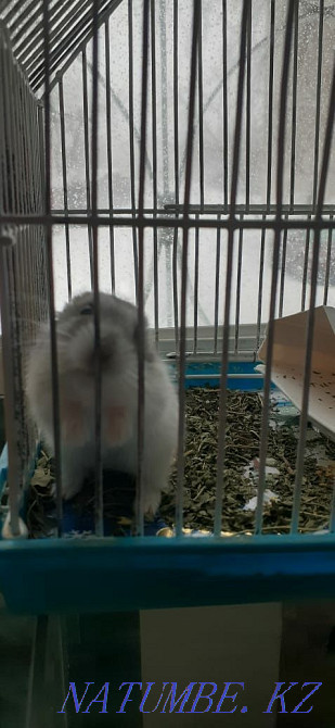 Djungarian hamsters Kostanay - photo 2