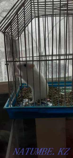 Djungarian hamsters Kostanay - photo 6