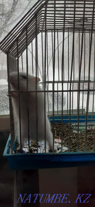 Djungarian hamsters Kostanay - photo 1