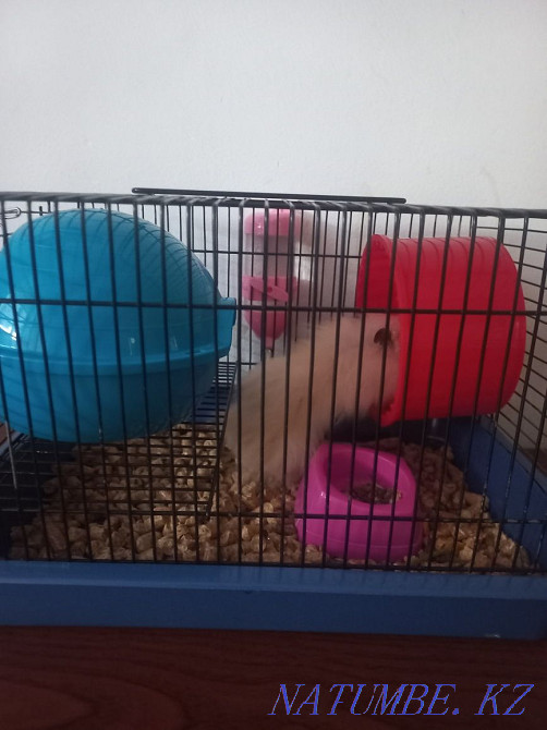 Cage with hamster Almaty - photo 2
