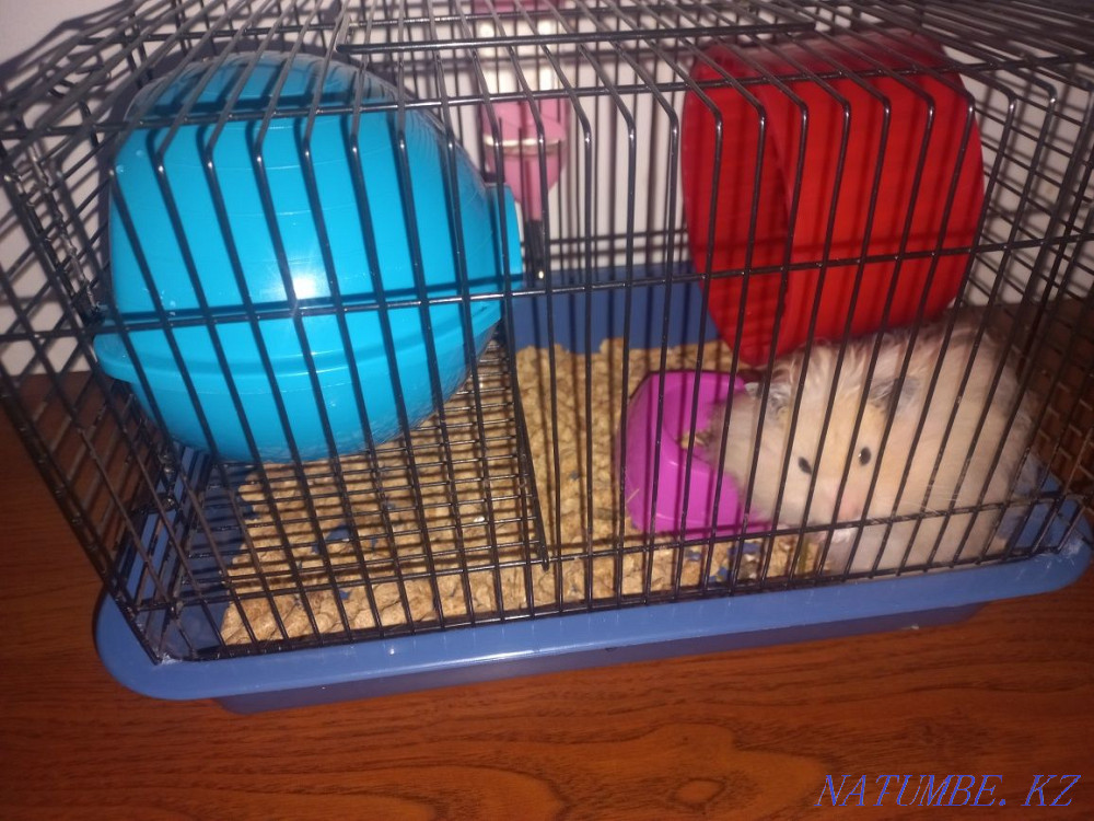 Cage with hamster Almaty - photo 1