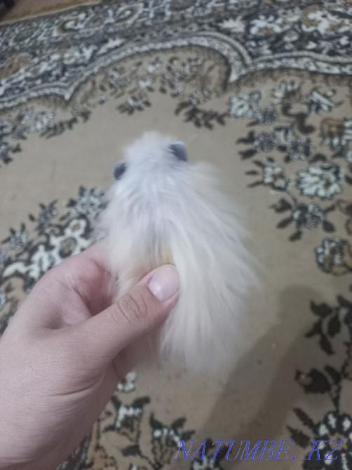 Cage with hamster Almaty - photo 5