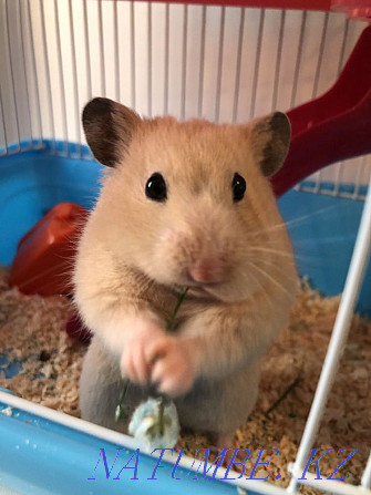 Hamster for sale with cage Kokshetau - photo 1