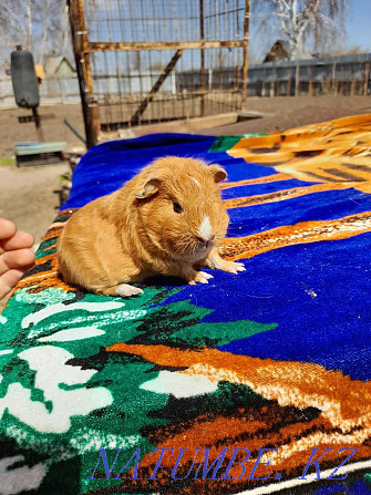 skinny guinea pig Aqsu - photo 3