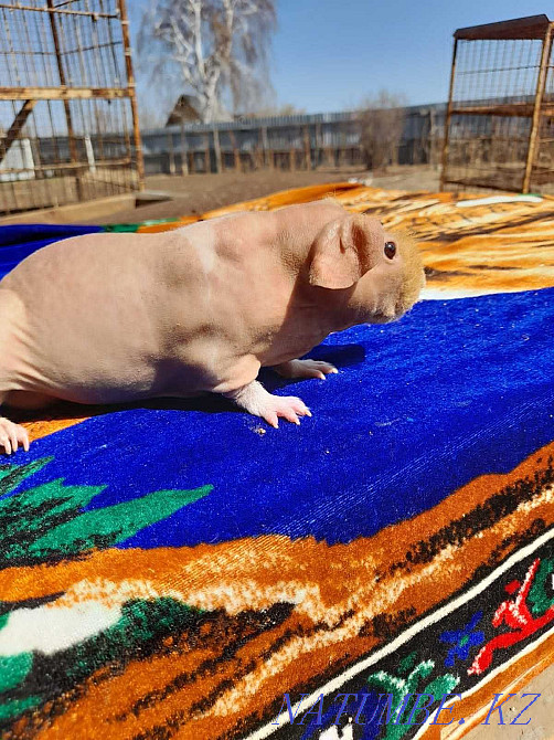 Морская свинка скинни Аксу - изображение 2