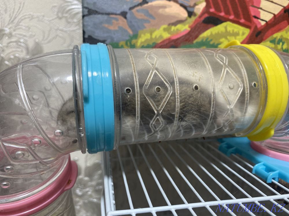 I will give hamsters in good hands Almaty - photo 2