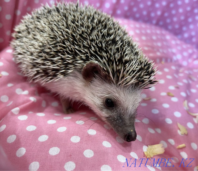 Hedgehog in the pet store "LIVOY WORLD" Almaty - photo 2