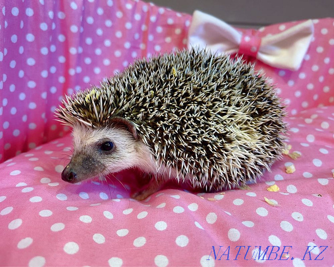 Hedgehog in the pet store "LIVOY WORLD" Almaty - photo 1