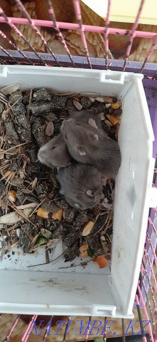 Продам хомячков джунгарики Кокшетау - изображение 1