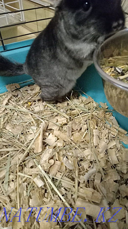 Chinchilla sell chinchillas Petropavlovsk - photo 2