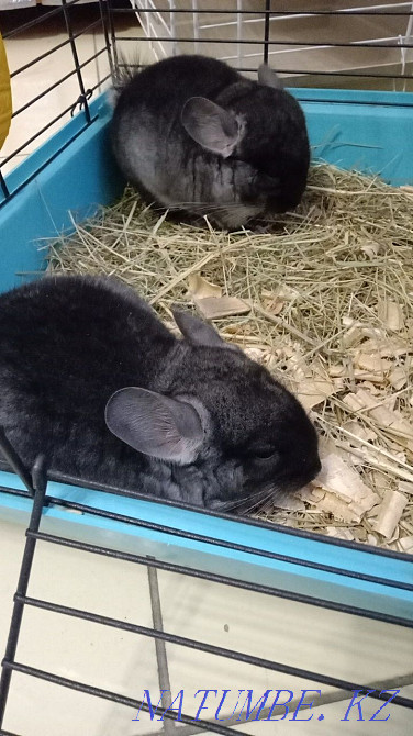 Шиншилла шиншилла сатады  Петропавл - изображение 5