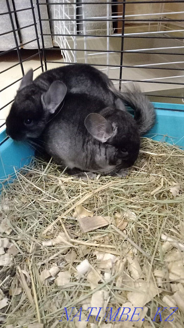 Шиншилла шиншилла сатады  Петропавл - изображение 1