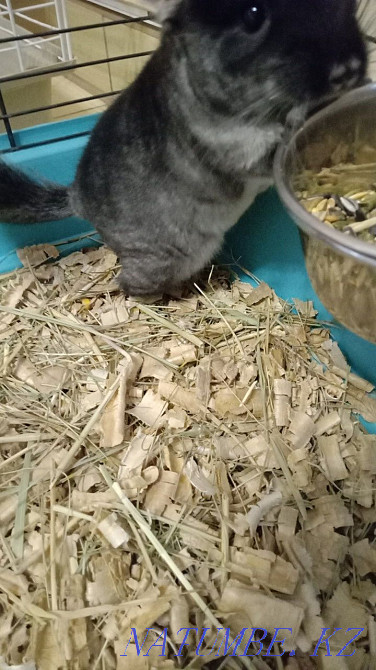 Шиншилла шиншилла сатады  Петропавл - изображение 2