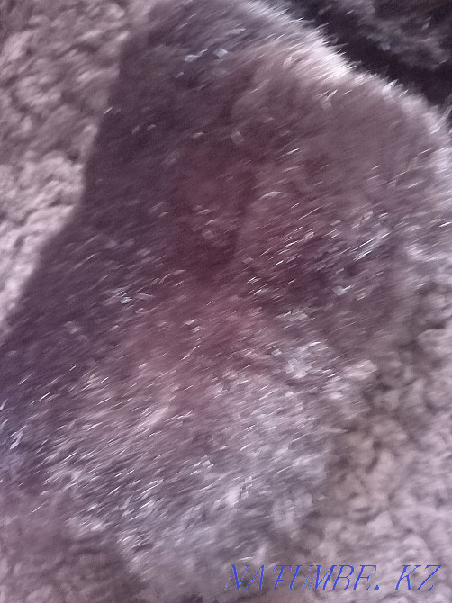 Каракуль верхняя одежда Шымкент - изображение 7