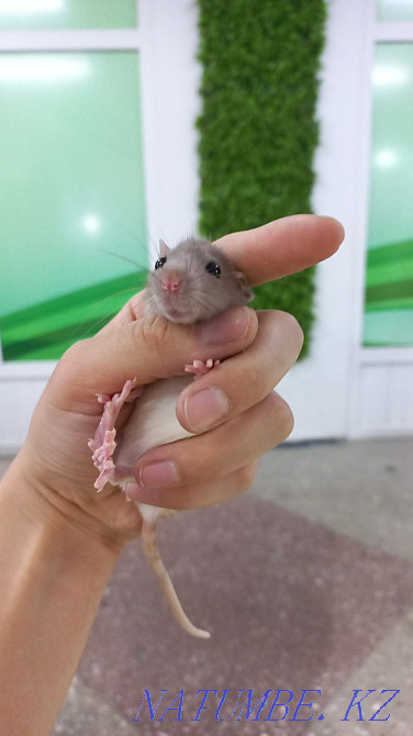 Сәндік егеуқұйрықтар  Өскемен - изображение 3