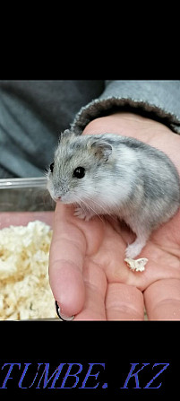 Djungarian hamsters for sale Ust-Kamenogorsk - photo 1