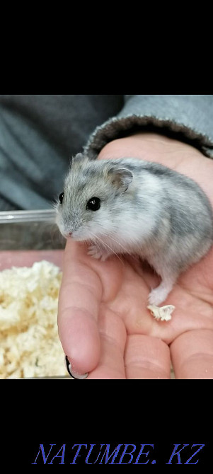 Жоңғар хомяктары сатылады  Өскемен - изображение 1