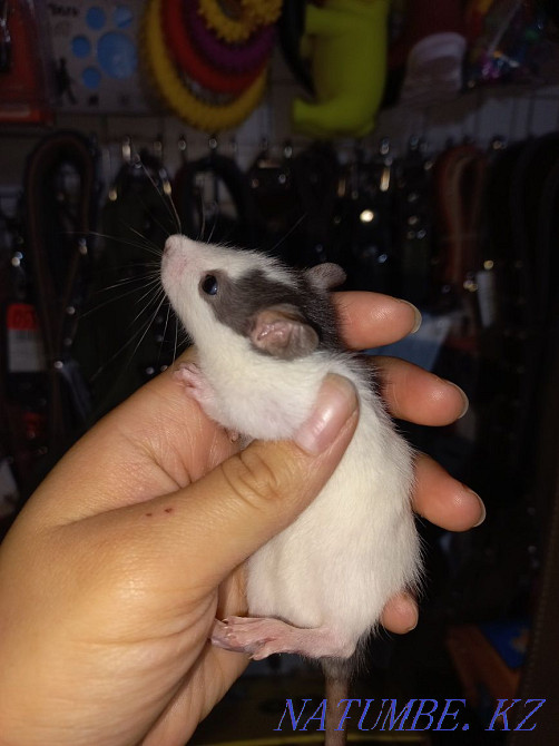 Дамбо және хаски егеуқұйрықтары  Өскемен - изображение 1