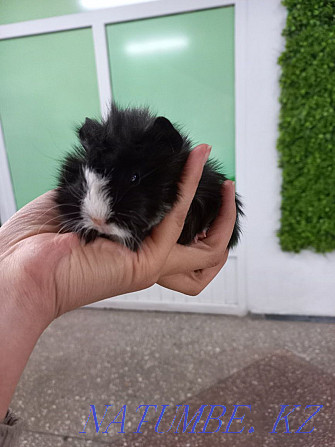 Guinea pigs are domestic Ust-Kamenogorsk - photo 2