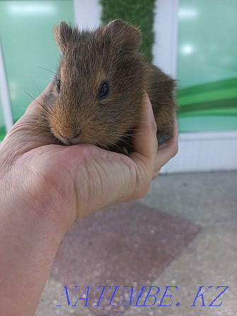 Guinea pigs are domestic Ust-Kamenogorsk - photo 4