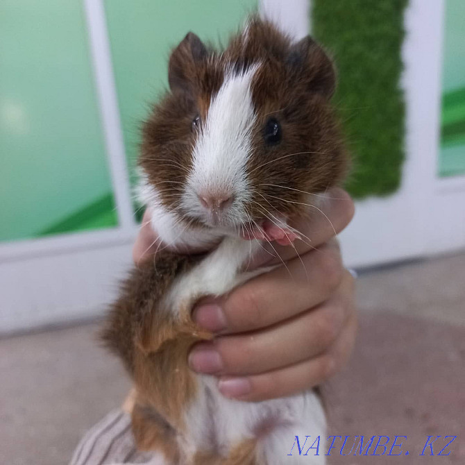 guinea pigs for sale Ust-Kamenogorsk - photo 3