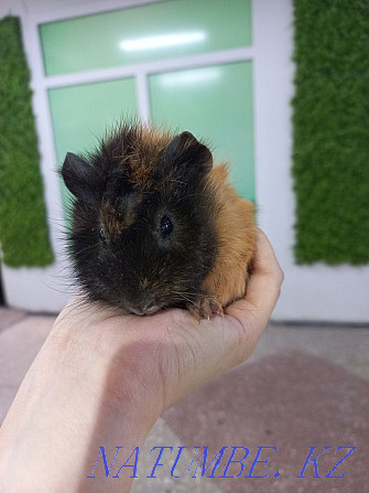 guinea pigs for sale Ust-Kamenogorsk - photo 2