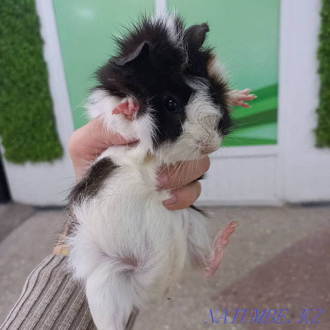 guinea pigs for sale Ust-Kamenogorsk - photo 4