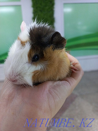 guinea pigs for sale Ust-Kamenogorsk - photo 1