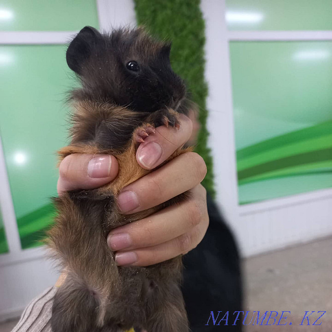 guinea pigs for sale Ust-Kamenogorsk - photo 5