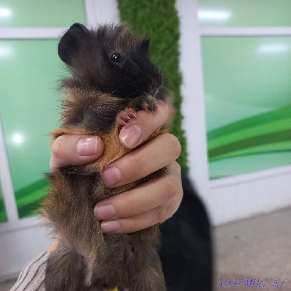 сатуға арналған гвинея шошқалары  Өскемен - изображение 5