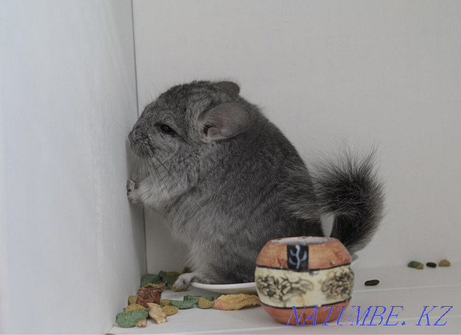 Chinchilla Astana - photo 3