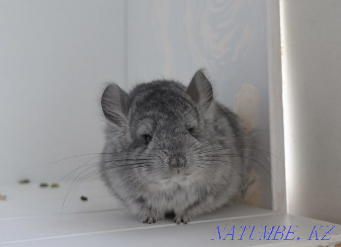 Chinchilla Astana - photo 2