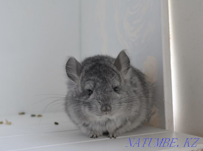 Chinchilla Astana - photo 1