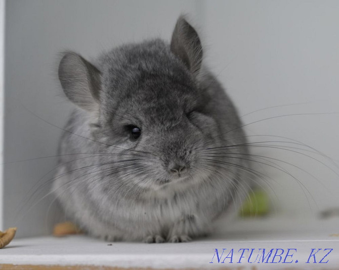 Chinchilla Astana - photo 6